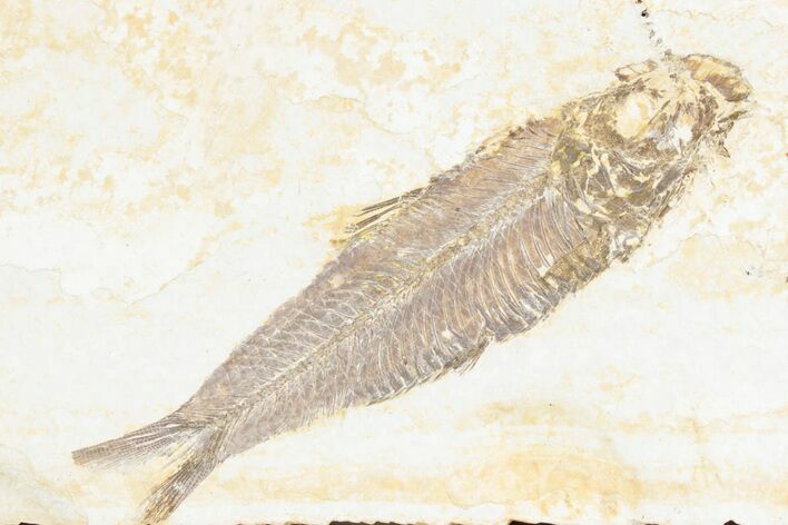 Detailed Fossil Fish (Knightia) - Wyoming #361079